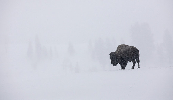 Snowstorm