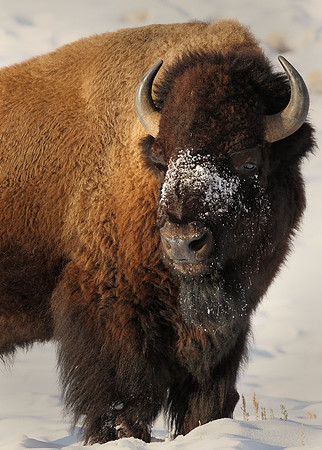 Snow Bison