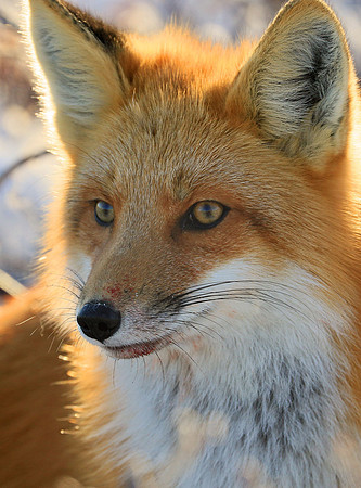Red Fox Pose