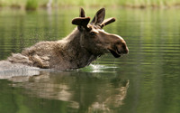 Moose Pond #2