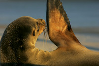 Galapagos Wave