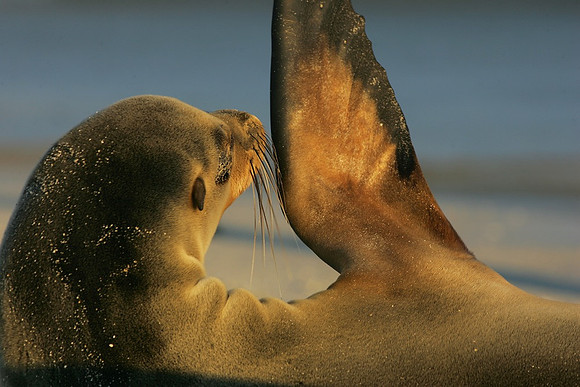 Galapagos Wave