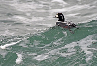 Harlequin Duck, surfing