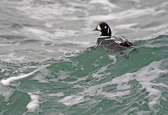 Harlequin Duck, surfing