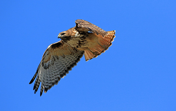 Red-tailed Hawk