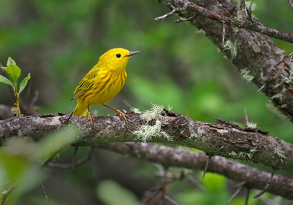 Yellow Warbler