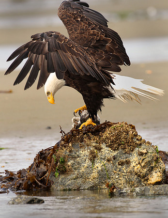 Bald Eagle, feeding, Alaska