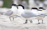 Sandwich Terns, at rest