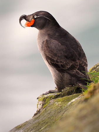 Crested Auklet