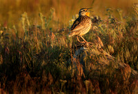Western Meadowlark, singing