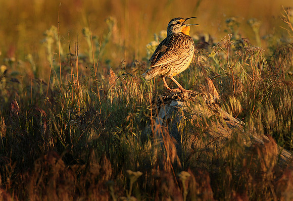Western Meadowlark, singing