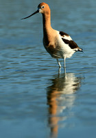 American Avocet