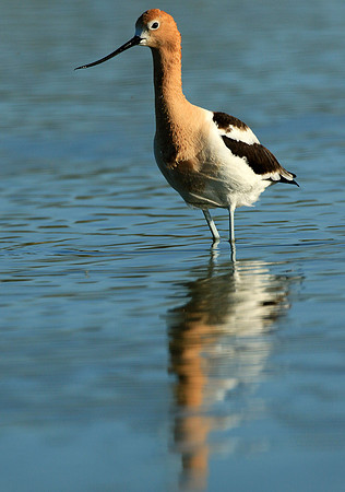 American Avocet