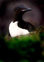 Common Murre