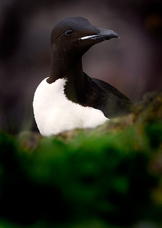 Common Murre