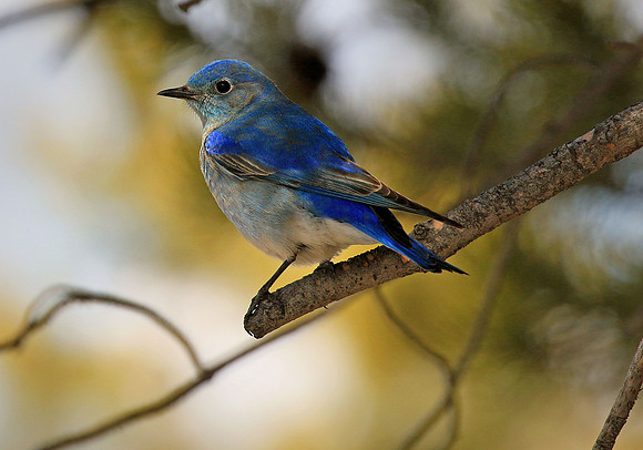 Mountain Bluebird