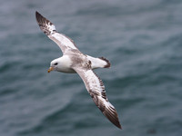 Northern Fulmar, in flight