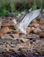 Bar-tailed Godwit, stretch