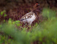 Willow Ptarmigan