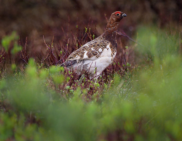 Willow Ptarmigan