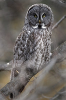 Great Grey Owl, stare down