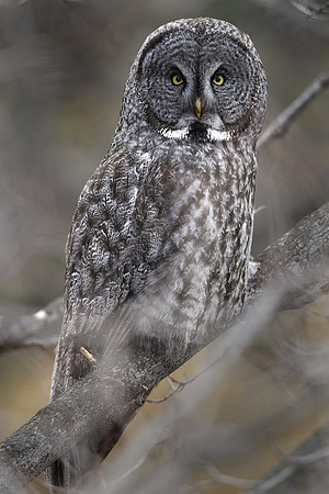 Great Grey Owl, stare down