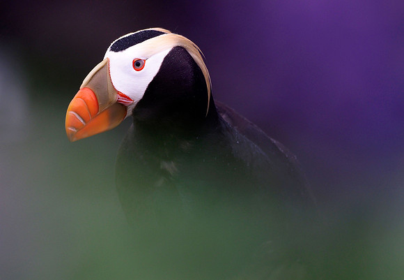 Tufted Puffin, up close