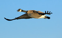 Canada Goose, in flight