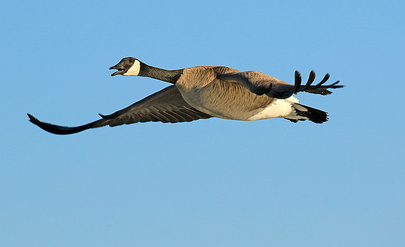 Canada Goose, in flight