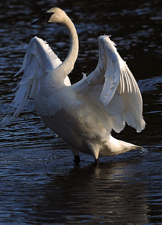 Trumpeter Swan, stretch