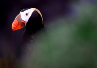 Tufted Puffin, peeking