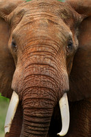 Elephant Closeup, Kenya