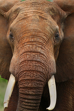 Elephant Closeup, Kenya