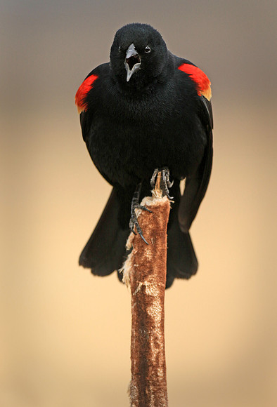 Red-wing Blackbird, singing