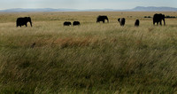 Elephants, Kenya