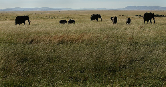 Elephants, Kenya