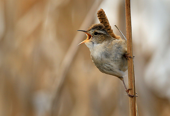 Marsh Wren, singing
