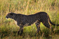 Cheetah 2, Kenya