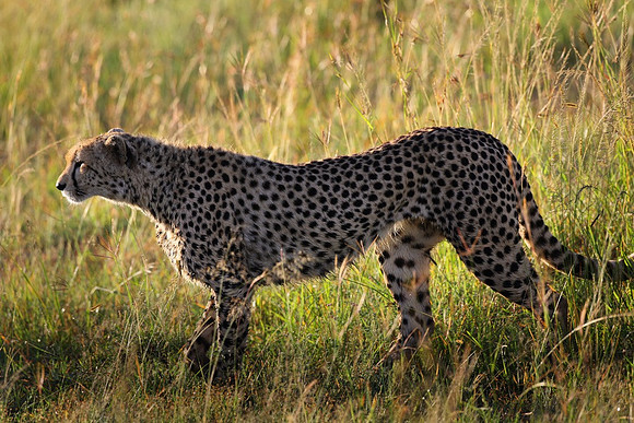 Cheetah 2, Kenya