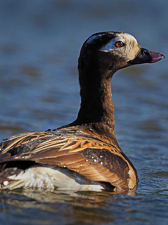 Long-tailed Duck