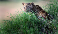Leopard, Tanzania
