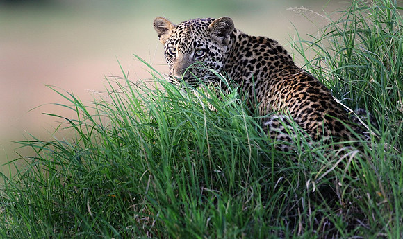 Leopard, Tanzania