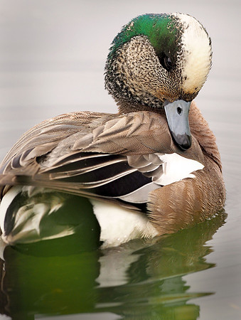 American Wigeon