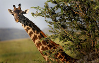 Giraffe, Tanzania