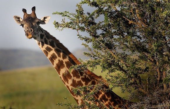 Giraffe, Tanzania