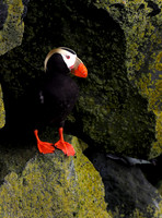 Tufted Puffin, perched
