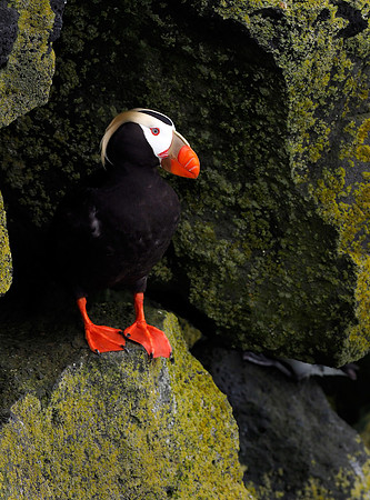 Tufted Puffin, perched