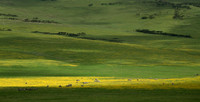 Zebra Herd, Tanzania