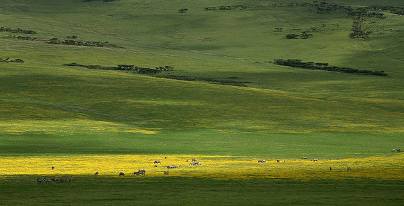 Zebra Herd, Tanzania