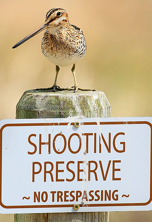 Wilson's Snipe